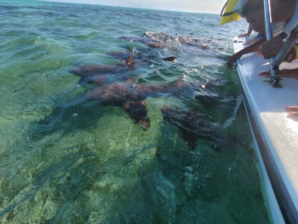 Nurse Sharks